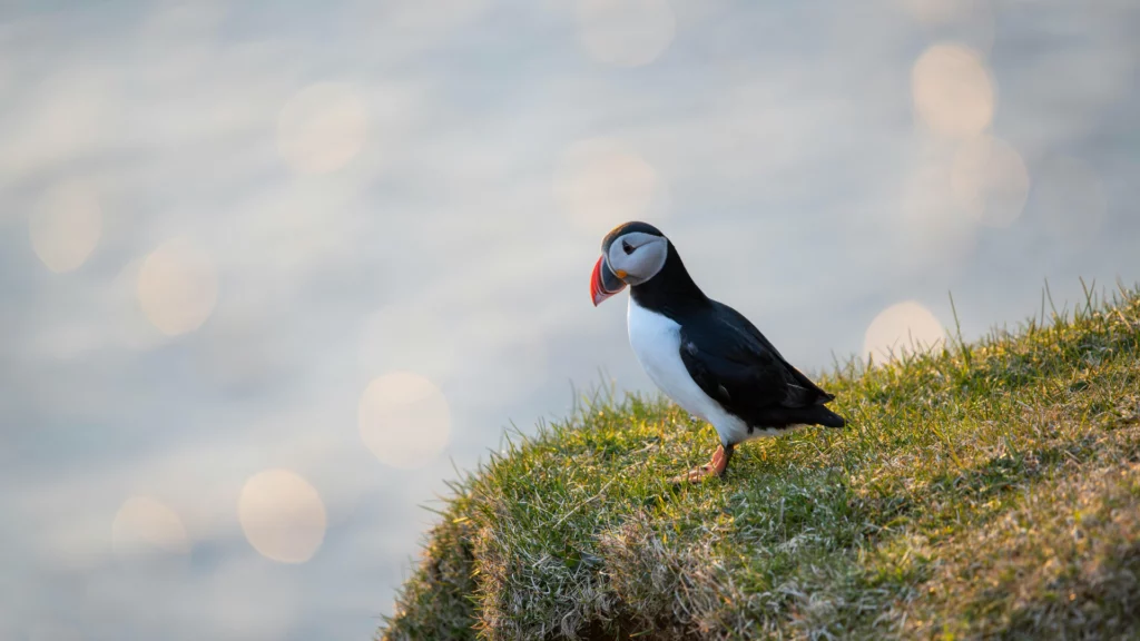 Macareux moine au sommet d'une falaise aux îles Féroé